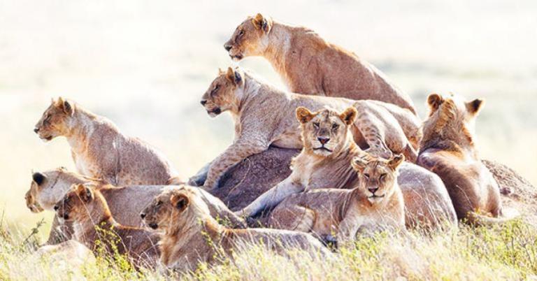 Pride of lions
