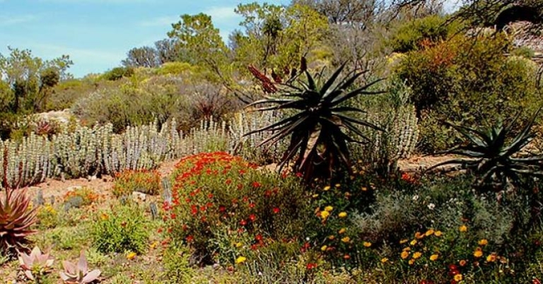 Karoo Desert National Botanical Garden