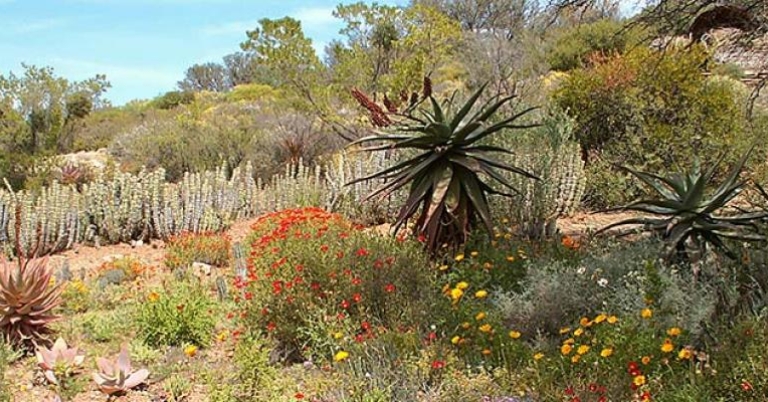 Karoo Desert National Botanical Garden