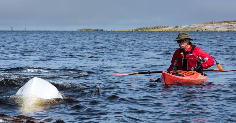 Kayaking with beluga whales