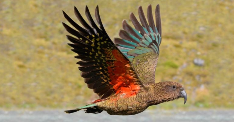 Kea, endemic to the South Island of New Zealand