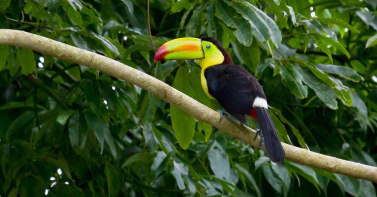 Keel-billed Toucan