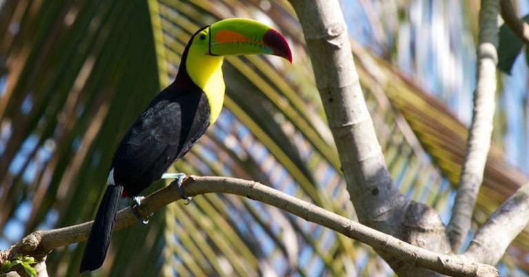 Keel-billed Toucan