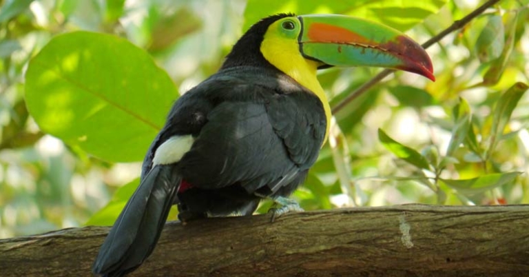 Keel-billed Toucan