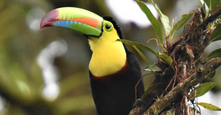 Keel-billed Toucan