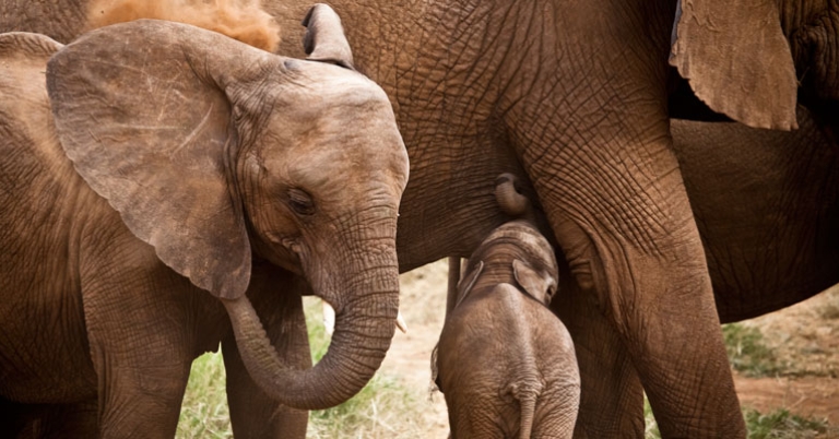 Baby elephants