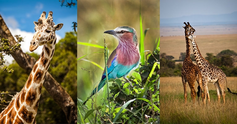 Giraffes and Lilac-breasted Roller