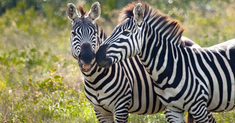 Zebras