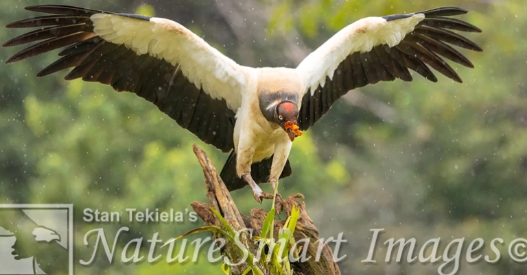 King Vulture