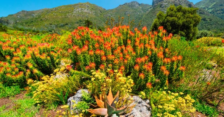 Kirstenbosch Gardens