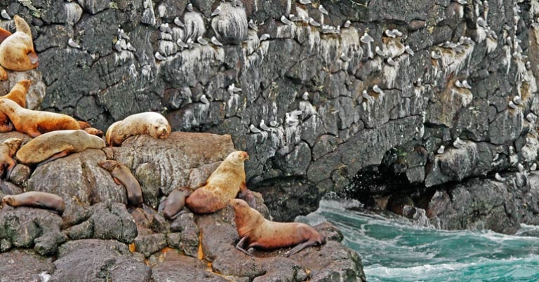 Kittiwakes and seals
