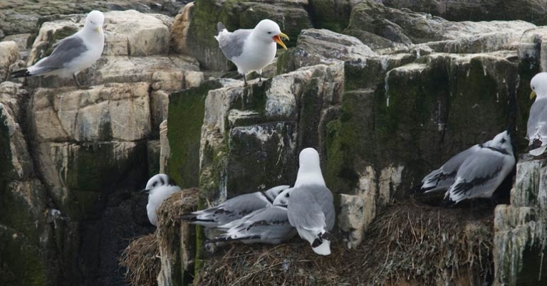 Kittiwakes on the cliffside
