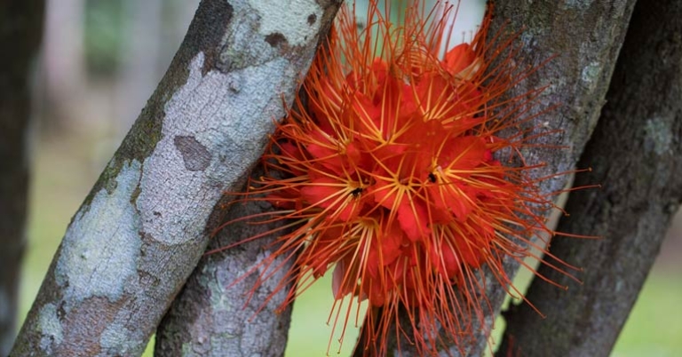 Flower in Costa Rica