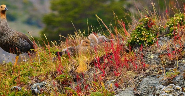 Upland Goose and her goslings