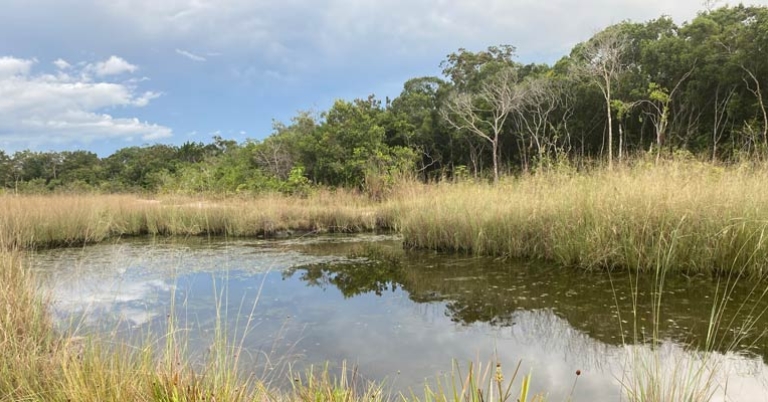 Landscape near Inírida