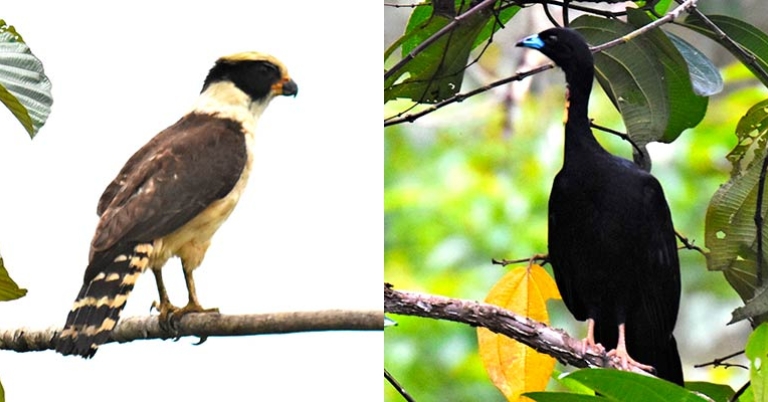 Laughing Falcon; Wattled Guan