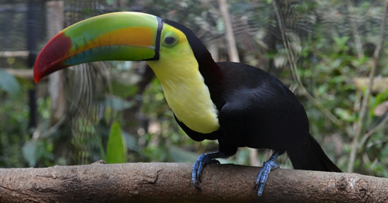 Keel-billed Toucan (Ramphastos sulfuratas)