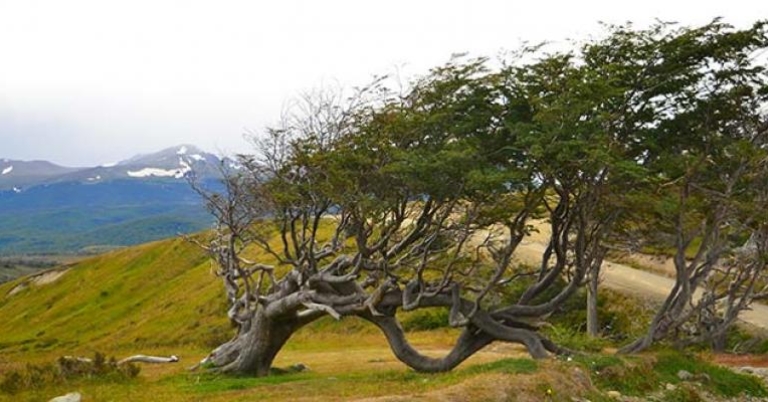 The strong winds of Tierra del Fuego bend the trees into unusual shapes