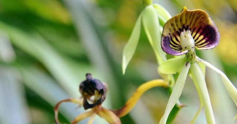 Orchid