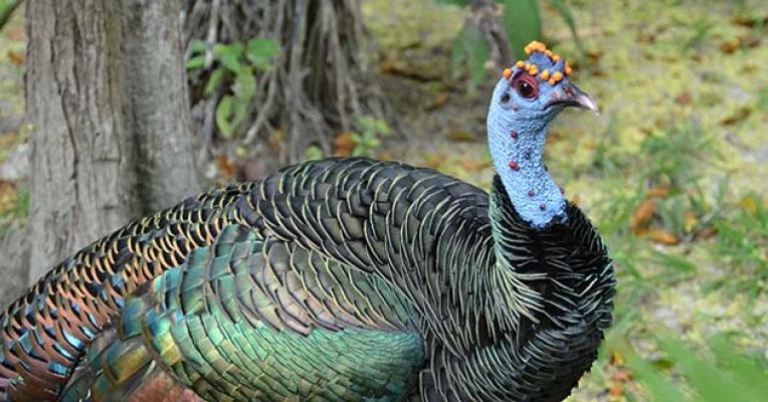 Ocellated Turkey