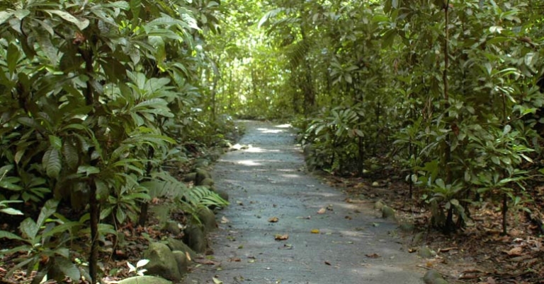 Hiking through Carara National Park