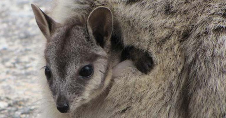 Kangaroo