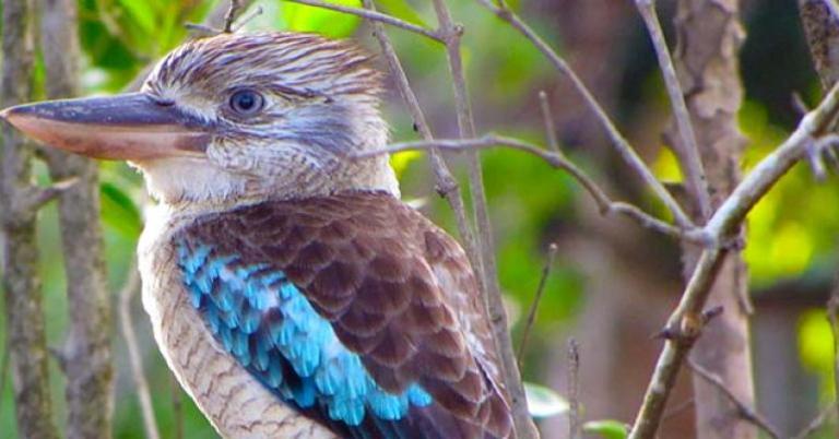 Laughing Kookaburra