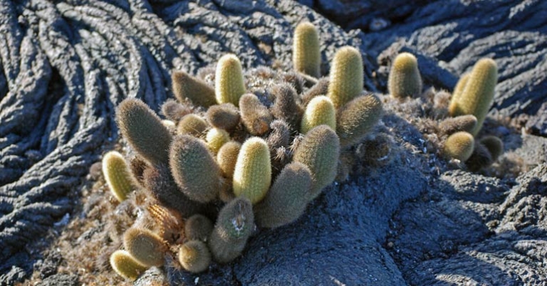 Lava cactus 