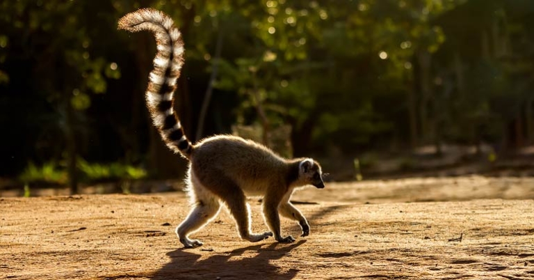 Ring-tailed lemur