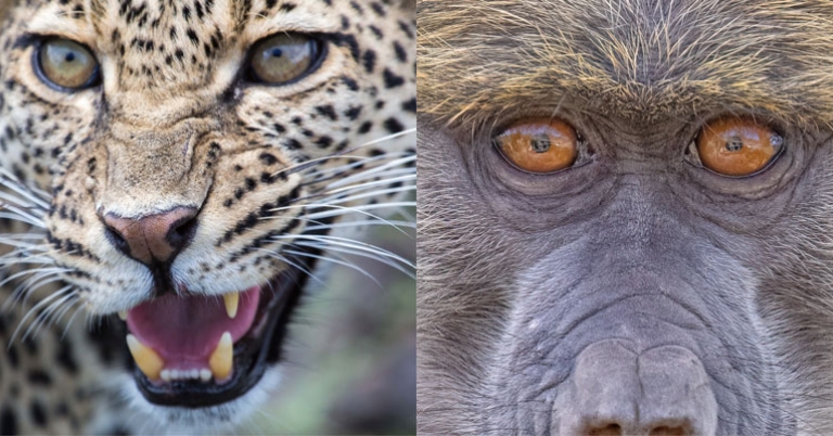 Leopard and baboon
