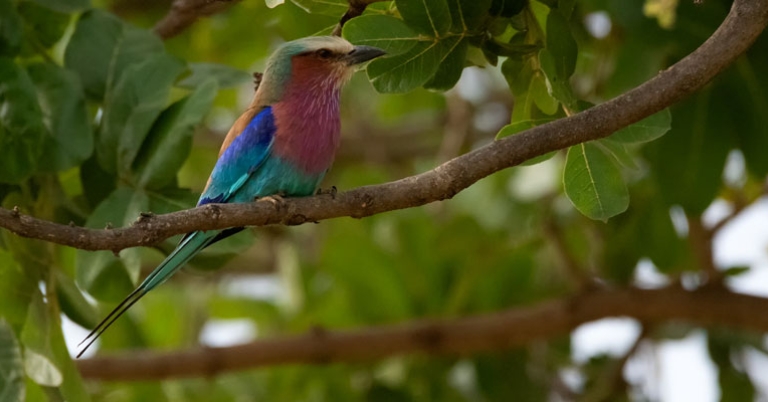 Lilac-breasted Roller