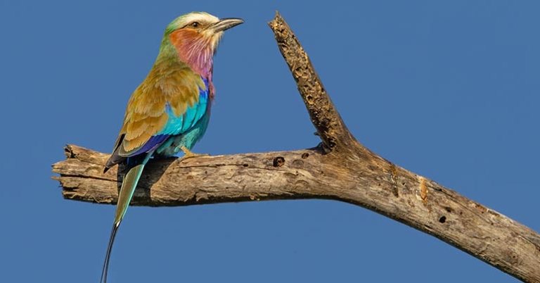 Lilac-breasted Roller