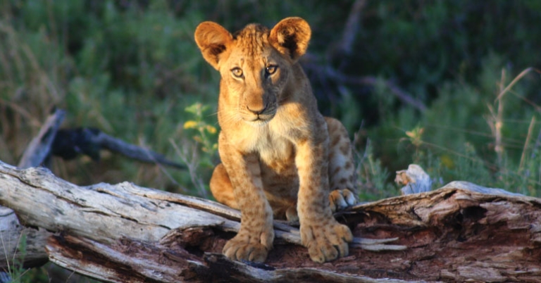 Lion cub