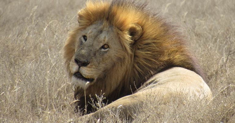Lion in the Serengeti