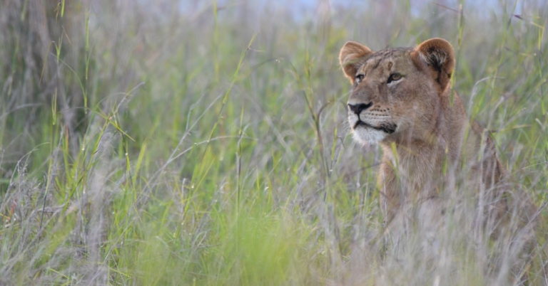 Lion