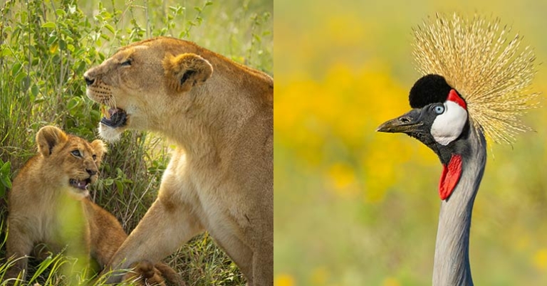 L: Lion with cub; R: Gray Crowned Crane