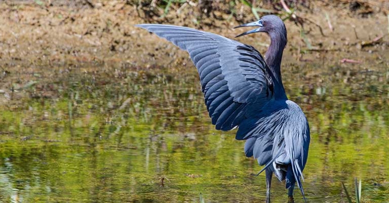 Little Blue Heron