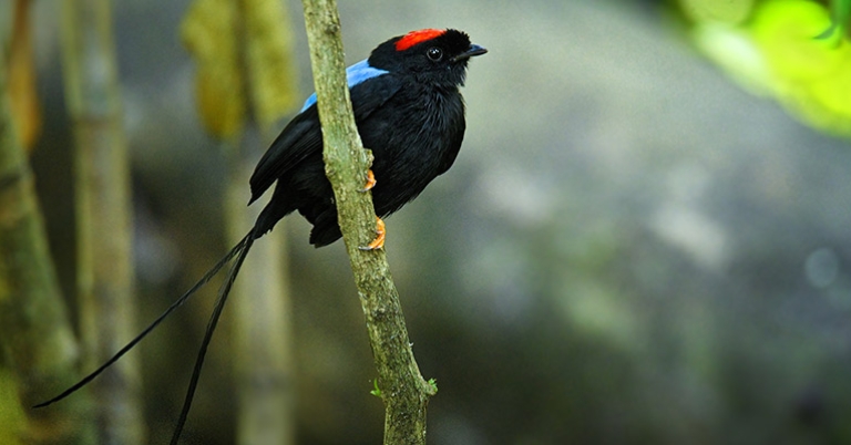 Long-tailed Manakin