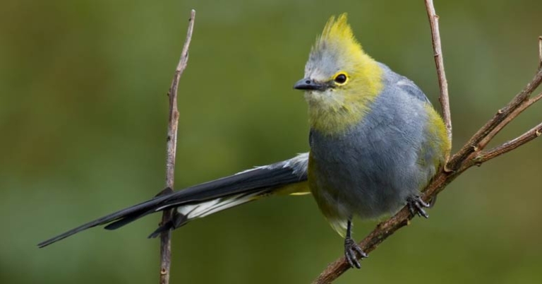 Long-tailed Silky-flycatcher
