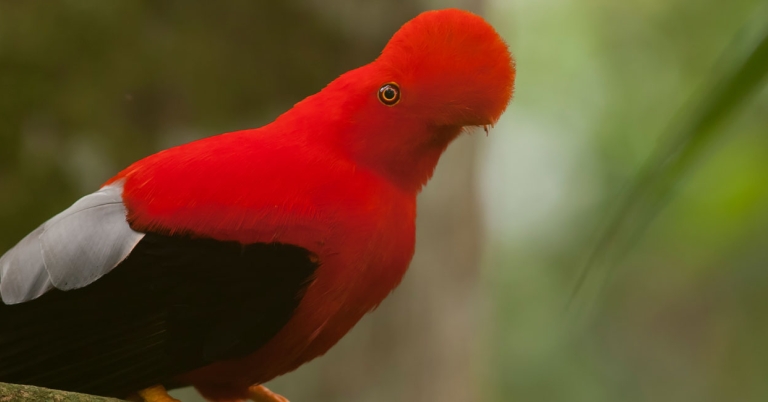 Andean Cock-of-the-rock