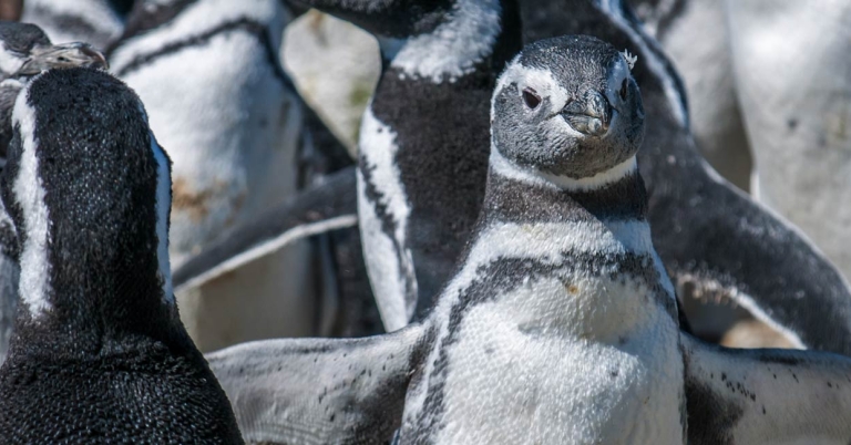 Magellanic Penguins