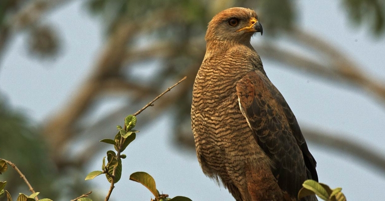 Savanna Hawk