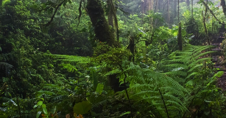 Monteverde cloud forest