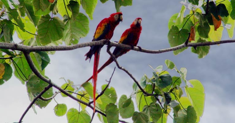 Macaws