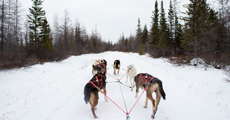 Dog Sledding