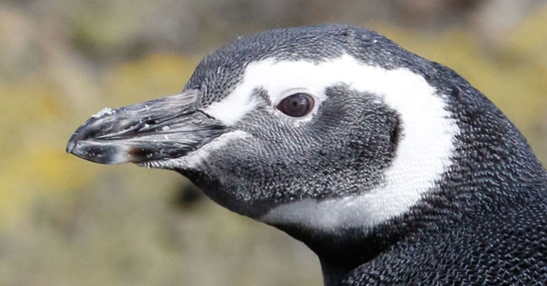 Magellanic Penguin