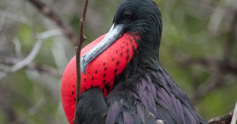 Magnificent Frigatebird