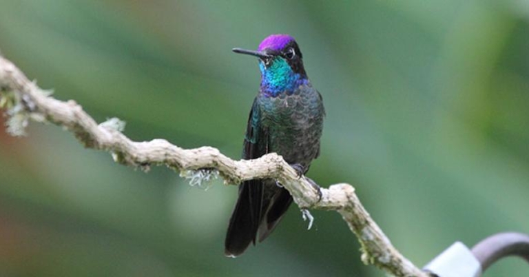 A Magnificent Hummingbird, seen near Savrege