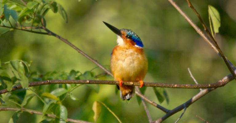 Malagasy Kingfisher