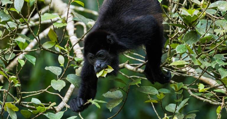 Mantled Howler Monkey